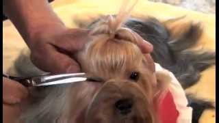 Yorkshire Terrier Show Grooming Part 2 of 2  Show Prep [upl. by Natsirt375]