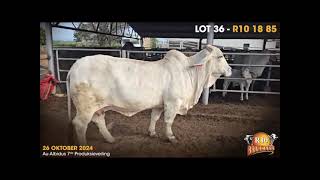 AU ALBIDUS BRAHMAN PRODUCTION AUCTION 26 OCT 2024 11H WARMBAD VEEMARK BELA BELA [upl. by Soloman]