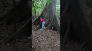 En México  Chiapas quotZona Arqueológica Palenquequot En la Selva Arbol Enorme 🇲🇽🇲🇽🇲🇽🇨🇴🌮😎 [upl. by Lindsy]