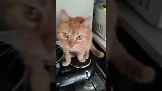 Clooney the cat cat gato catshorts shortvideos [upl. by Mccreery]