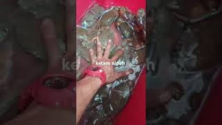 ketam nipah big saiz [upl. by Hamilah994]