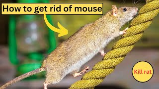 How To get rid of Rats At Home naturally kill mice and rats permanently 3 Easy Ways [upl. by Yattirb52]