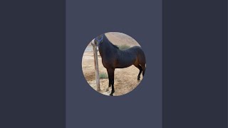 Hoof satisfying and shoeing horse farrier satisfying farrierlife animals [upl. by Bear636]