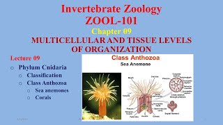 Class Anthozoa Phylum Cnidaria Sea anemones Corals  Coral Reefs [upl. by Allys]