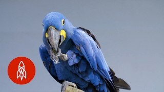 Meet the Biggest and Bluest Parrot in the World [upl. by Atolrac]