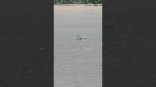 Squirrel moving Along the Road  youtubeshorts viralvideo [upl. by Pohsib]