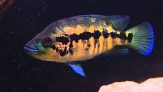 My Very Pretty Female Wolf Cichlid  Parachromis Dovii [upl. by Naujej993]