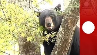 Video 250pound black bear falls from tree in front of house in Florida [upl. by Serg978]