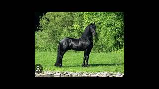 Friesians 😍 equestrain horselover [upl. by Dedie]