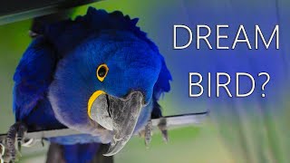 Are Hyacinth Macaws The DREAM Bird [upl. by Nebra802]