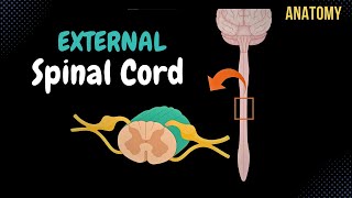 Spinal Cord Anatomy in under 2 minutes [upl. by Guerin163]