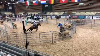 Master AFET  Equita Lyon 2023  Ranch sorting  Go 1 [upl. by Barris]