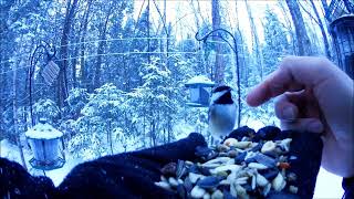 Petting Chickadees Dec172018 [upl. by Ahcas]