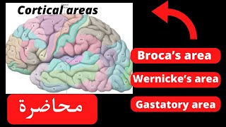 Functional corticalamp association areas of the cerebral cortex neuroanatomy [upl. by Rosen]