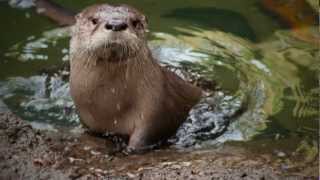 Molalla the Baby River Otter Learns to Swim [upl. by Naxela]