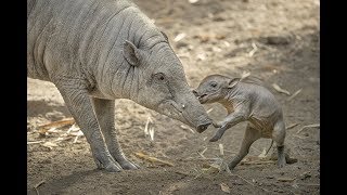 Babirusa Piglet Plays with Mom at the San Diego Zoo [upl. by Alex]