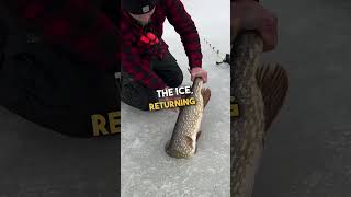 Fisherman Releases Massive Northern Pike Back to the Lake 🐟 🥰 [upl. by Nurat528]