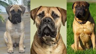 Bullmastiff  Funny and Cute dog video compilation in 2022 [upl. by Eedia]