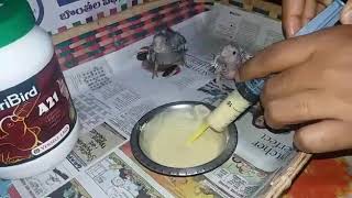 hand feeding cockatiel chicks [upl. by Sommers]