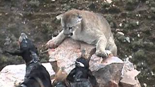 A Mountain Lion Fighting On The Edge Of A Huge Boulder Pile [upl. by Burta]