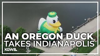 Giant Oregon Ducks inflatable pops up in Indianapolis at Big Ten media days [upl. by Gasperoni]