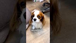 Why Cavaliers Make Excellent Family Pets cavalier cavalierkingcharlesspaniel dogbreed [upl. by Mauretta]