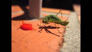 Punktierte Zartschrecke  Speckled bushcricket Leptophyes punctatissima [upl. by Drofxer]