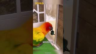 Intelligent amp Beautiful Parrot  Sun Conure shorts [upl. by Hnamik426]