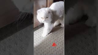 cat cute chinchilla persianchinchilla persiancat catlovers funnyanimals kittenpersia [upl. by Alcott]