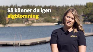 Så känner du igen algblomning [upl. by Silvers695]