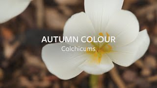 How to grow Colchicums for autumn colour  Grow at Home  RHS [upl. by Toomay854]