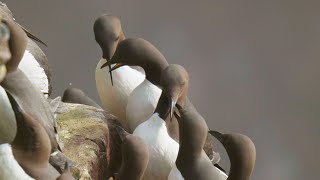 Murres Preparing for the Breeding Season on Sea Cliffs  Scotland [upl. by Ennaecarg]