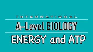 A Level Biology Energy and ATP [upl. by Myrtice]