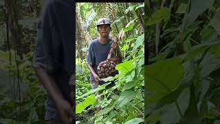 Eating Nipah Fruit in MANGROVE Forest mangrove survival coastline [upl. by Rentschler492]