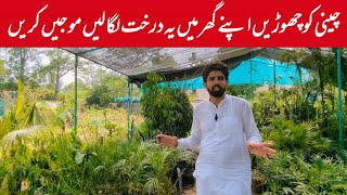 cheeni ko chorho ye darakhat apny Ghar laga lo  tree plantation in Pakistan  stevia plant  trees [upl. by Ahcropal2]