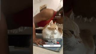 How to Vinyasa Chaturanga pushup assist 🐈❤️ yogacore armworkouts vinyasayogaflow [upl. by Herstein]