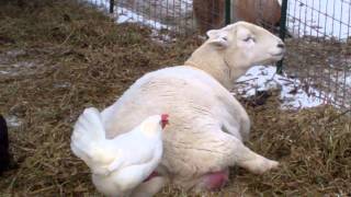 Katahdin Sheep Lambing [upl. by Kubis]