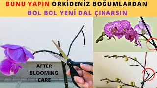 Orkideye Çiçek Açtıran BudamaÇiçeği Solan Orkide Boğumdan Nasıl dal ÇıkarırOrkide BakımıOrkide [upl. by Jordanna]