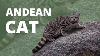 Andean Cat English Project  SENATI⠀│⠀Sub ES  EN [upl. by Llewsor]