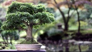 Bonsai trees [upl. by Guglielma]