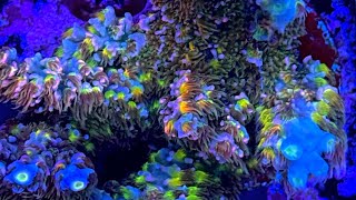 HighEnd Coral Farming Behind the Scenes at a Rare Coral Farm 2024 [upl. by Eniawtna]