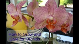 How to Grow and Care for Orchids [upl. by Annadroj]