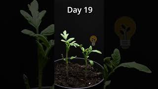 83 days in 1 minute Tomatos seed to harvest time lapse timelapse macro nature [upl. by Ilsa]