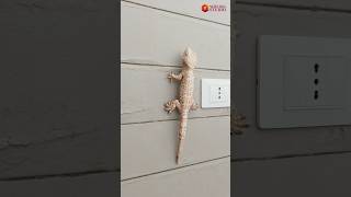 How Geck Walk On Walls  3danimation shortsviral [upl. by Kasevich]