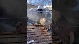 温泉を堪能するカピバラたち。ボスが入浴すると… （那須どつうぶつ王国） capybara in hot spring shorts [upl. by Anar]