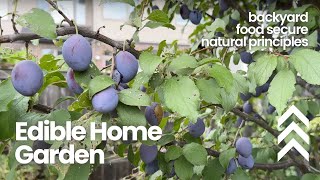 Inside an Edible Home Garden Backyard growing practices [upl. by Hibbitts248]