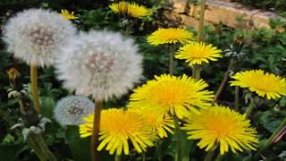 Propiedades Curativas del Diente de Leon Taraxacum officinale [upl. by Bentlee]