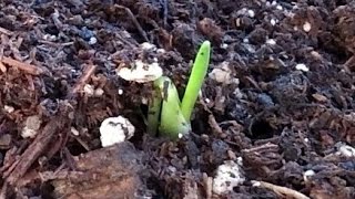 Growing Joshua Trees from Seeds Days 021 [upl. by Tingey]