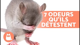 7 ODEURS que les SOURIS et les RATS DÉTESTENT🐀❌ [upl. by Tore]