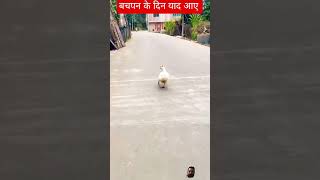 Tauba Ye Matwali Chaalfunny duckshort videoyou tub video [upl. by Maram826]